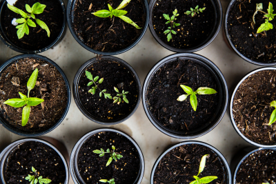 Plantjes in verschillende potjes